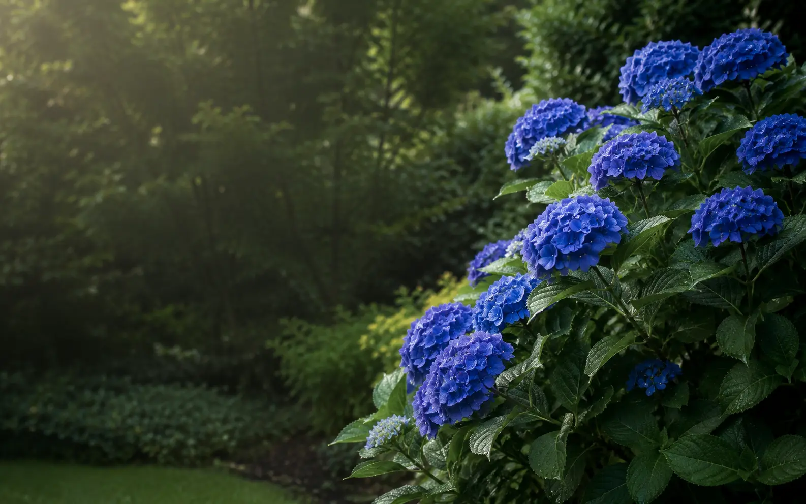 Blauwe hortensia in een rustige tuin